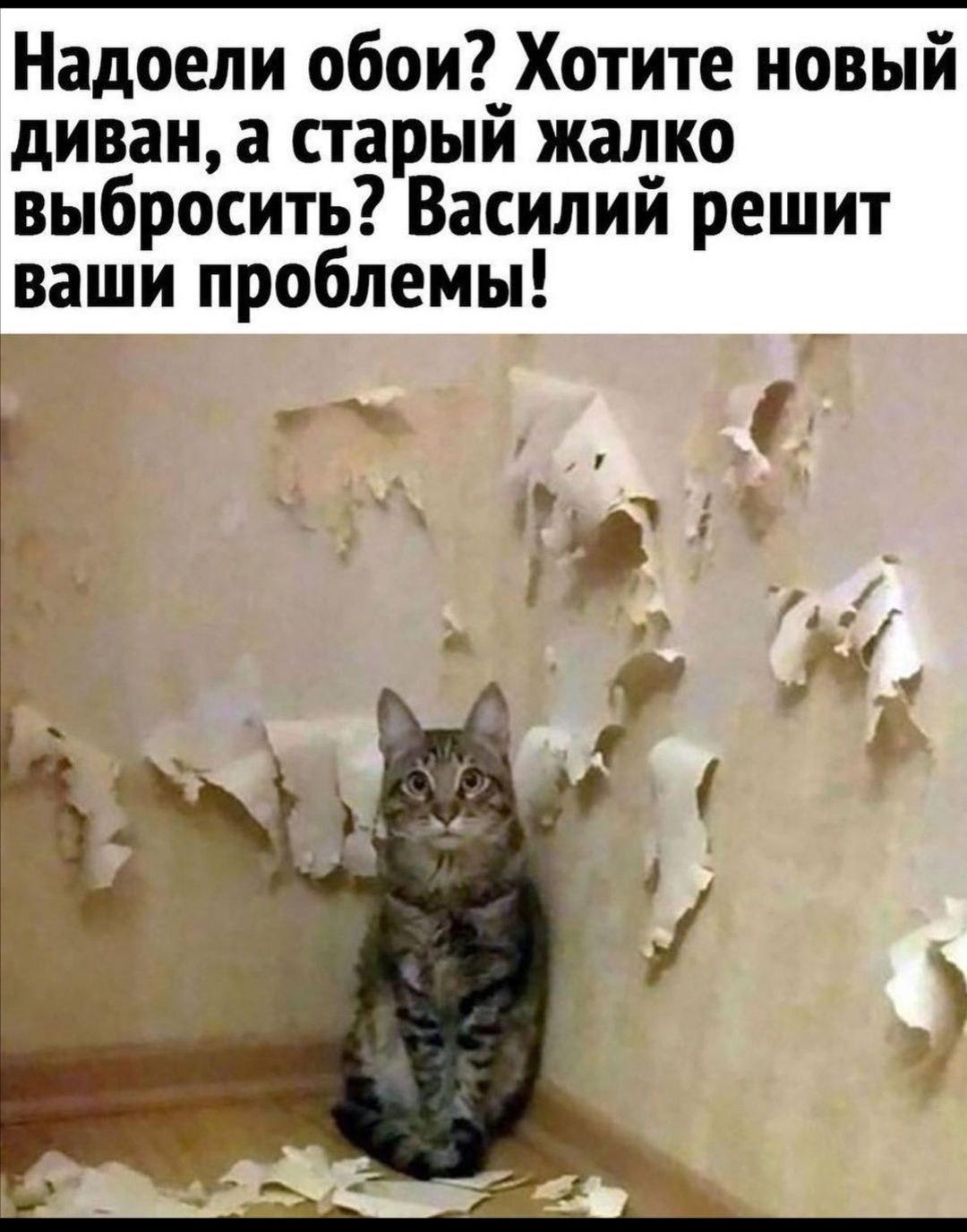 Надоели обои Хотите новый диван а старый жалко выбросить Василий решит ваши проблемы