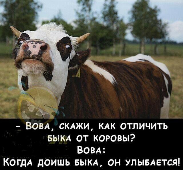 дч__ ВОВА скджи кдк отличить БЫКА от коровы ВОВА КОГДА доишь БЫКА он Упывдется