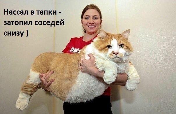 Нассал в тапки затопил соседей снизу