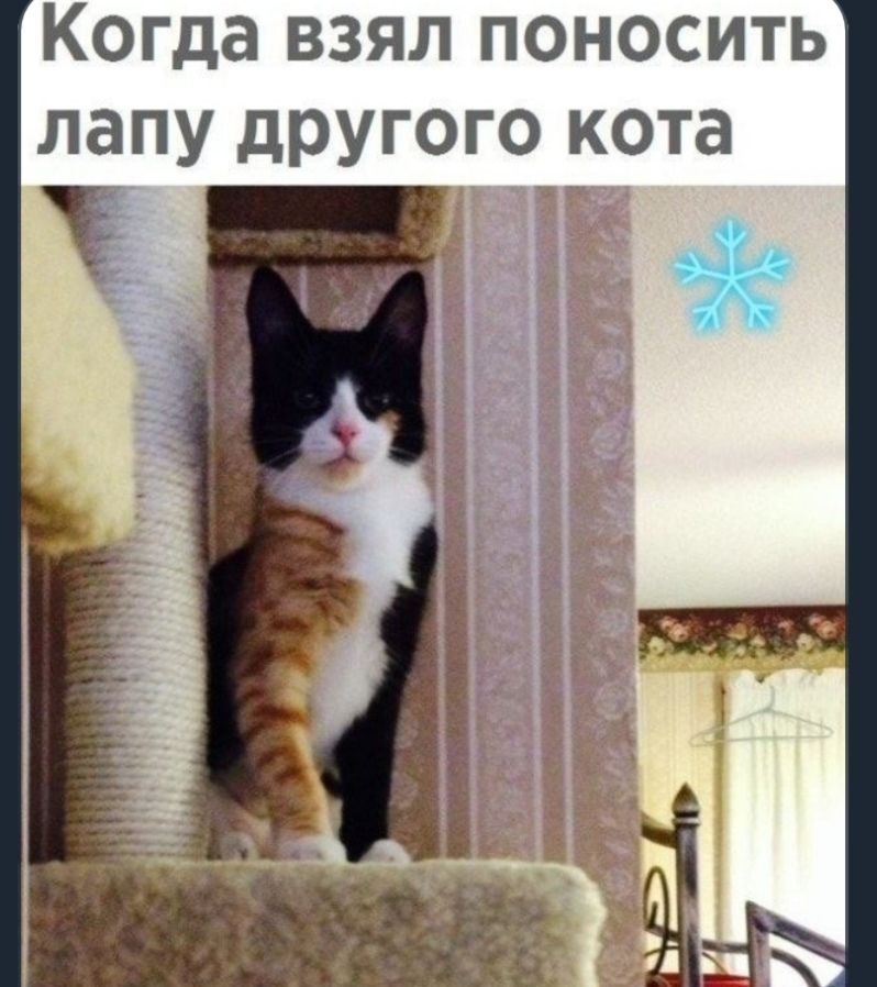 Когда взял поносить лапу другого кота