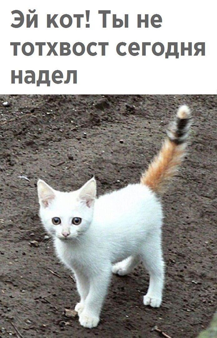 Эй кот Ты не ТОТХВОСТ СЭГОДНЯ надел