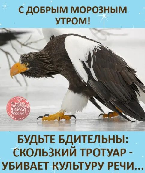 С дОБРЫМ МОРОЗНЫМ УТРОМ БУДЬТЕ БДИТЕЛЬНЫ сколь3кий ТРОТУАР увивдвт кул ьтуру РЕЧИ
