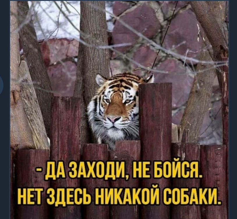 к А 5 ИА ЗАХОДИ НЕ БОИСЯ НЕТ ЗДЕСЬ НИКАКОЙ СОБАКИ