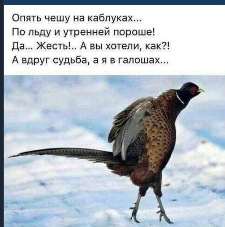 Опять чешу на каблуках По льду и утренней пороше Да Жесть А вы хотели как А вдруг судьба а я в гапошах Ё