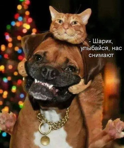 Шарик упыбайся нас снимают