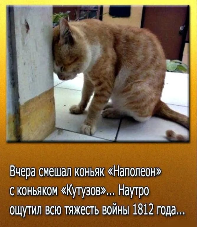 Вчера смешал коньяк Наполеон с коньяком Ктзов Наутро ощутил всю тяжесть войны 1812 года