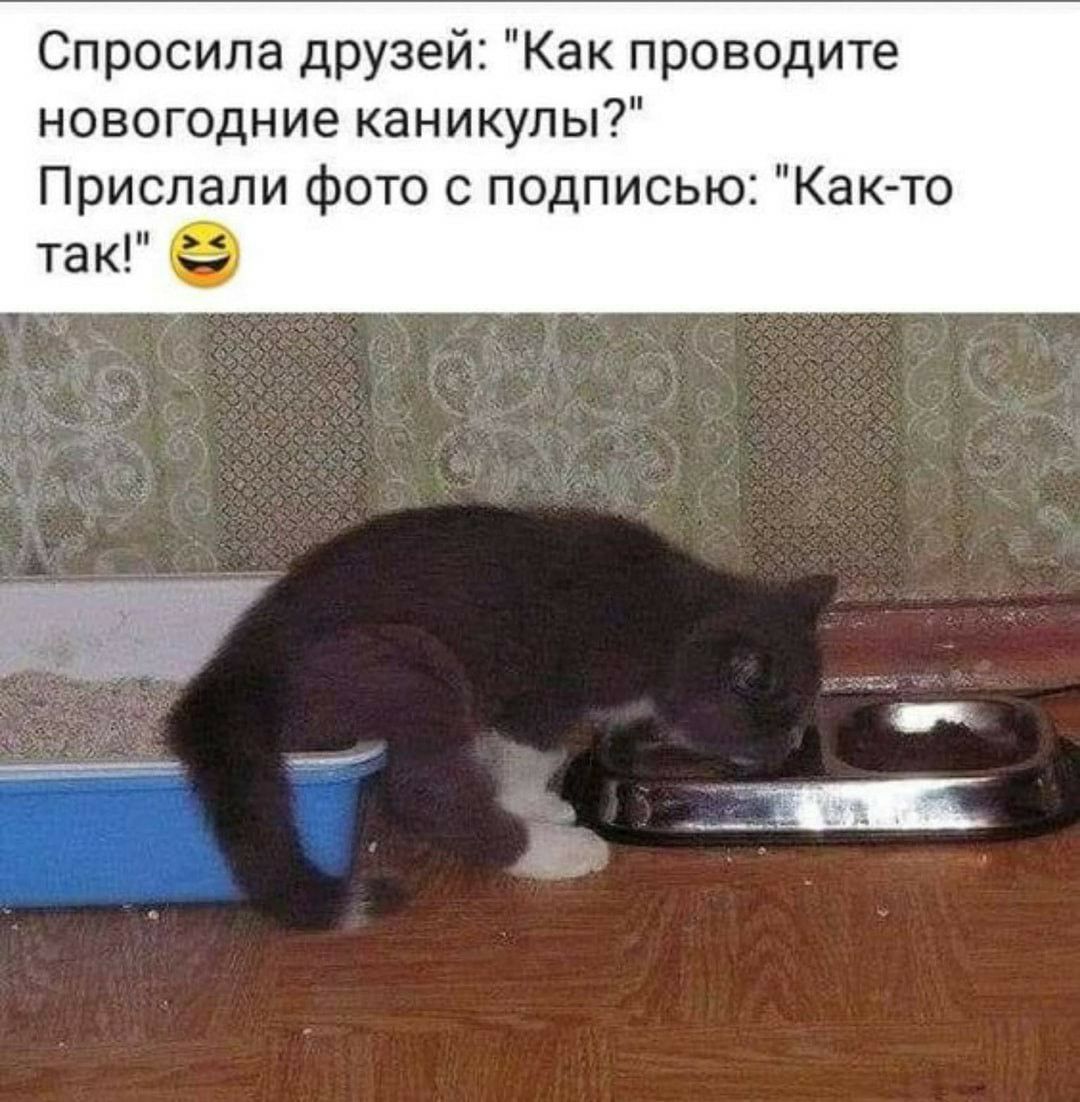 Спросила друзей Как проводите новогодние каникулы Прислали фото с подписью Както так