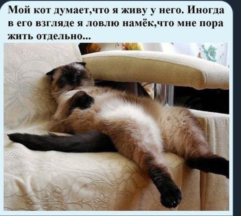 Мой кот думаетчт0 я живу у него Иногда в его взгляде я ловлю намёкчто мне пора ЖИТЬ отдельно