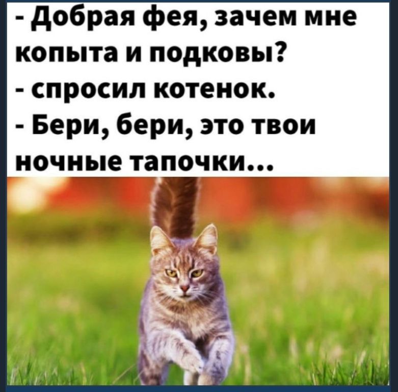добрая фея, зачем мне копыта и подковы?  Спросил котенок.  Бери, бери, это твои ночные тапочки...