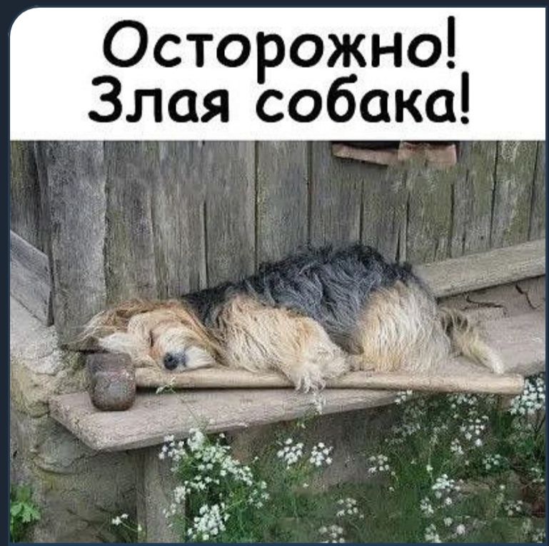 Осторожно! Злая собака ч 8 ы ь