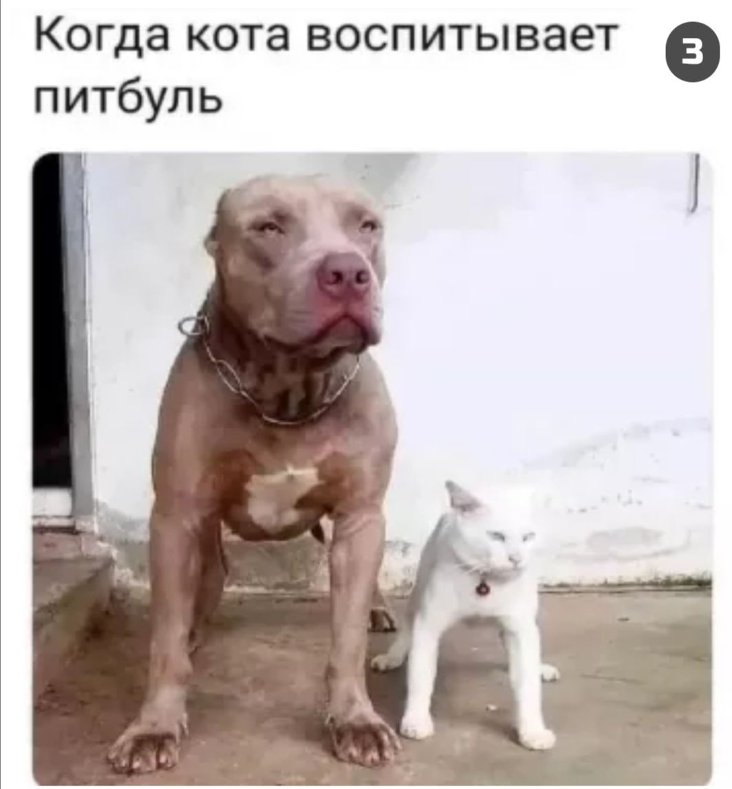 Когда кота воспитывает а питбуль