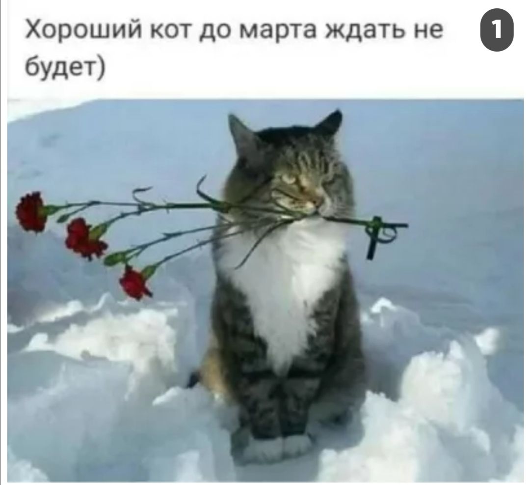 Хороший кот до марта ждать не 0 будет