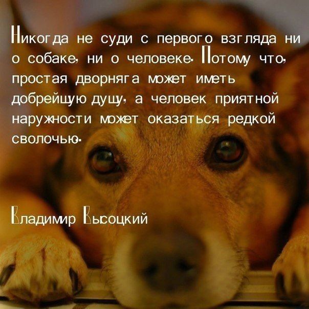 ь Никогда не суди с первого взгляда м о собаке ни о человеке отому что простая дворняга может иметь добрейцую дуцу а человек приятной наружности может оказаться редкой сволочью Кладимир Высоцкий РС