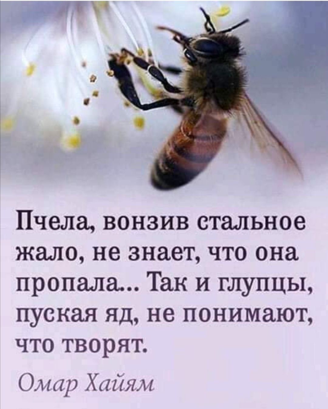 Пчела вонзив стальное жало не знает что она пропала Так и глупцы пуская яд не понимают что творят Омар Хайям