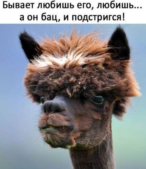 Бывает любишь его любишь а он бац и подстригся