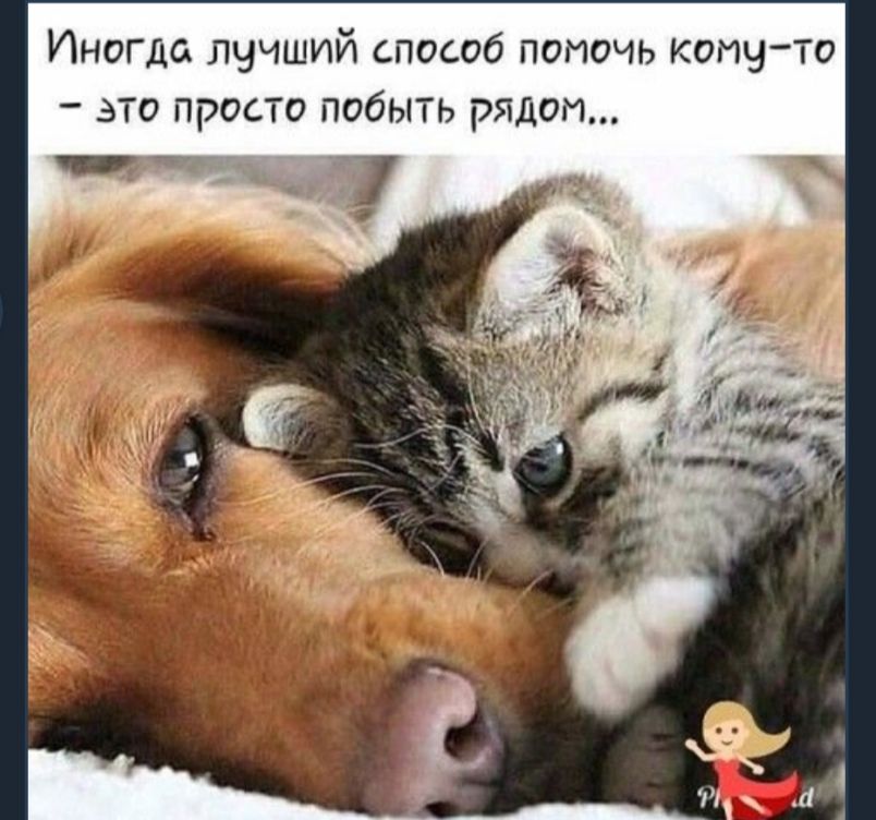 Иногда лучший способ помочь коту то это просто побыть рядом