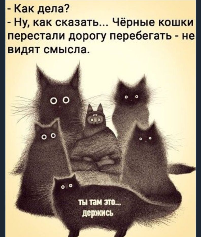 Как дела Ну как сказать Чёрные кошки перестали дорогу перебегать не видят смысла
