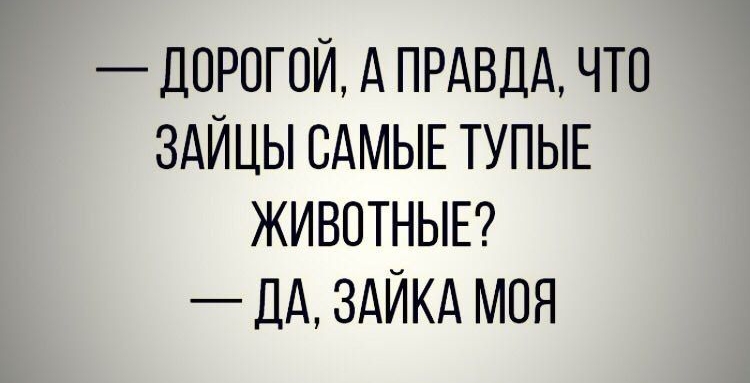 _ ДОРОГОЙ А ПРАВДА ЧТО ЗАЙЦЫ САМЫЕ ТУПЫЕ ЖИВОТНЫЕ ДА ЗАЙКА МОЯ