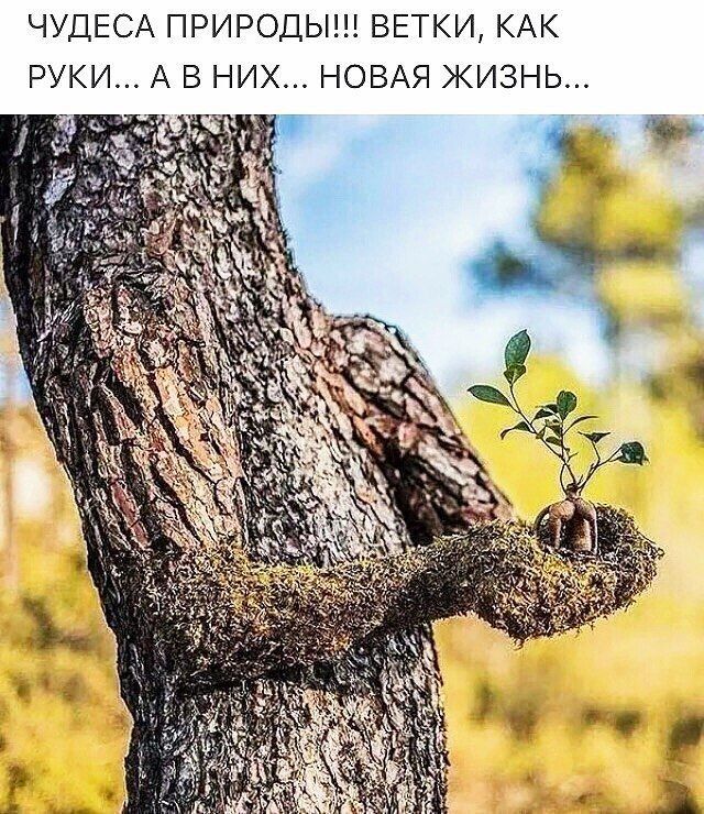 ЧУДЕСА ПРИРОДЫ ВЕТКИ КАК