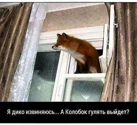 Я дико извиняюсь А Колобок гулять выйдет