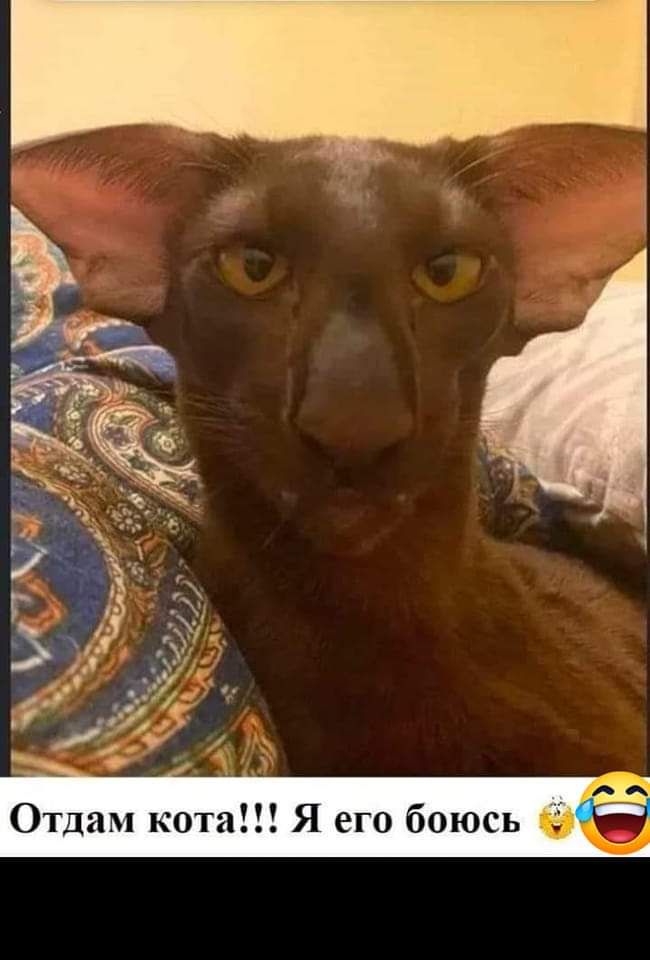 _ Отдам кота Я его боюсь
