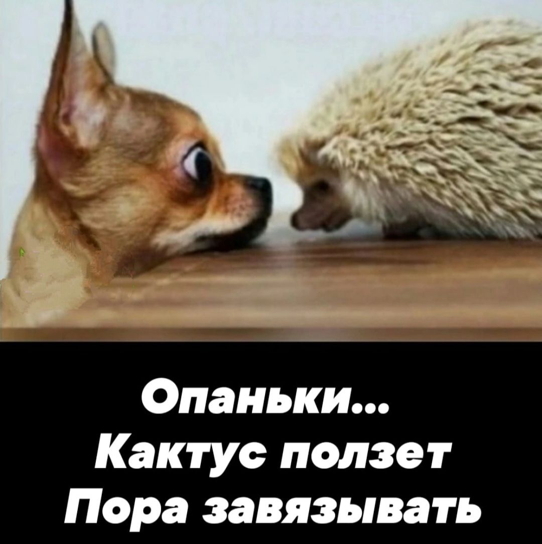 Опаньки Кактус ползет Пора завязывать