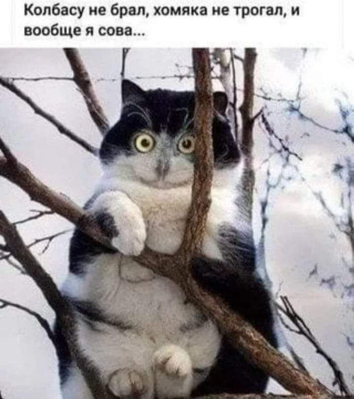 Копбасу не брал хомяка не трогал и вообще и сова