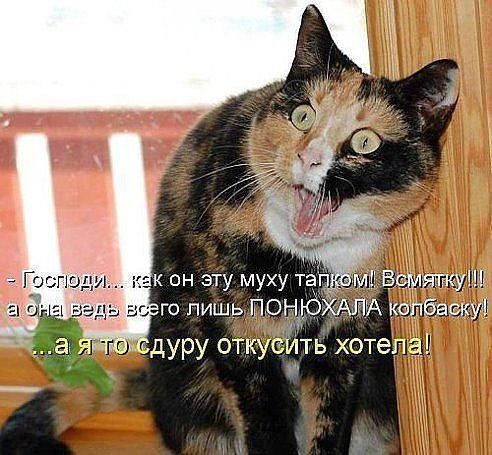 Господи он эту муху тап МИ ВСи т