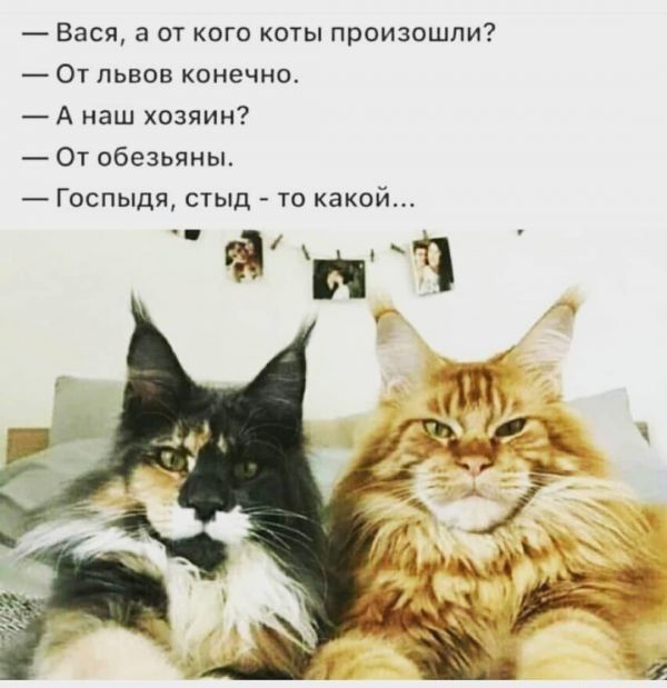 Вася а от кого кшы произошли От львов конечно А наш хозяин От обезьяны Госпыдя стыд то какой