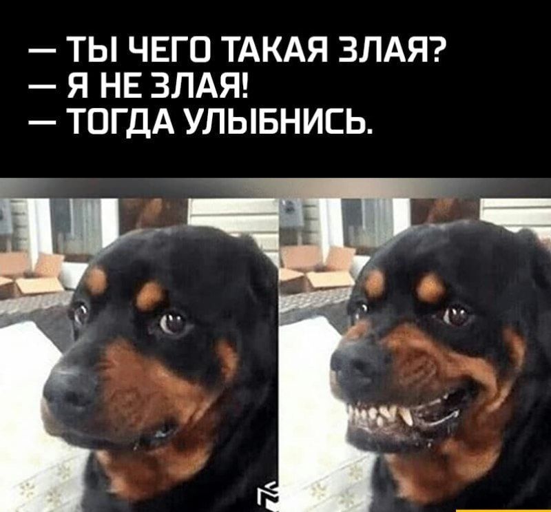 ТЫ ЧЕГО ТАКАЯ ЗЛАЯ Я НЕ ЗЛАЯ ТОГДА УЛЫБНИЕЬ