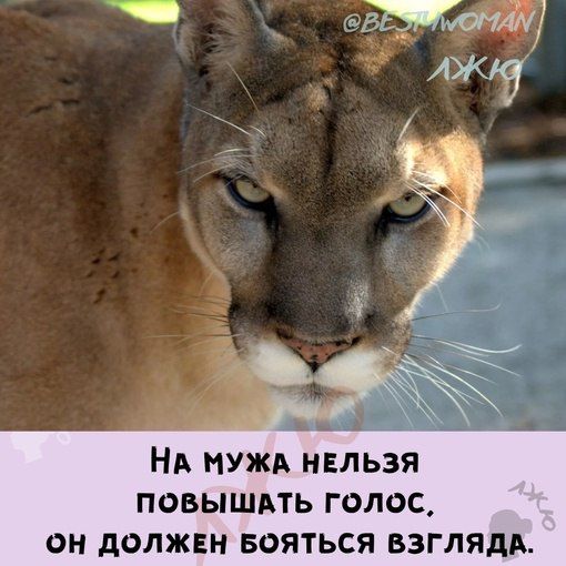 НА мужи нвльзя повышлть голос он должен вояться взглядд