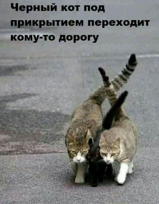 Черный кот под прикрытием переходит кому то дорогу