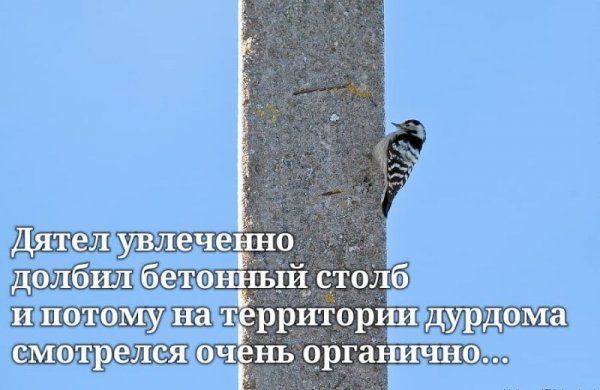 Дятел увлечеъіно долбил бетонный столб и потому на тёррнтории дурдома СМОТрЕЛСЯ ОЧЕНЬ органично
