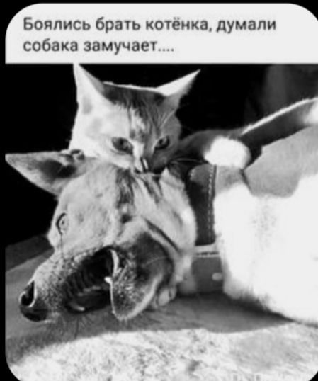 Боялис бра котенка думали собака замучае