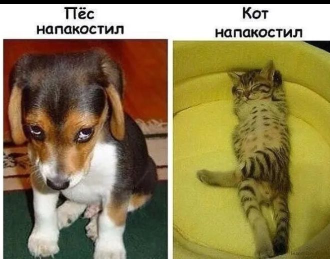 Пёс Кот напакостил напакостип