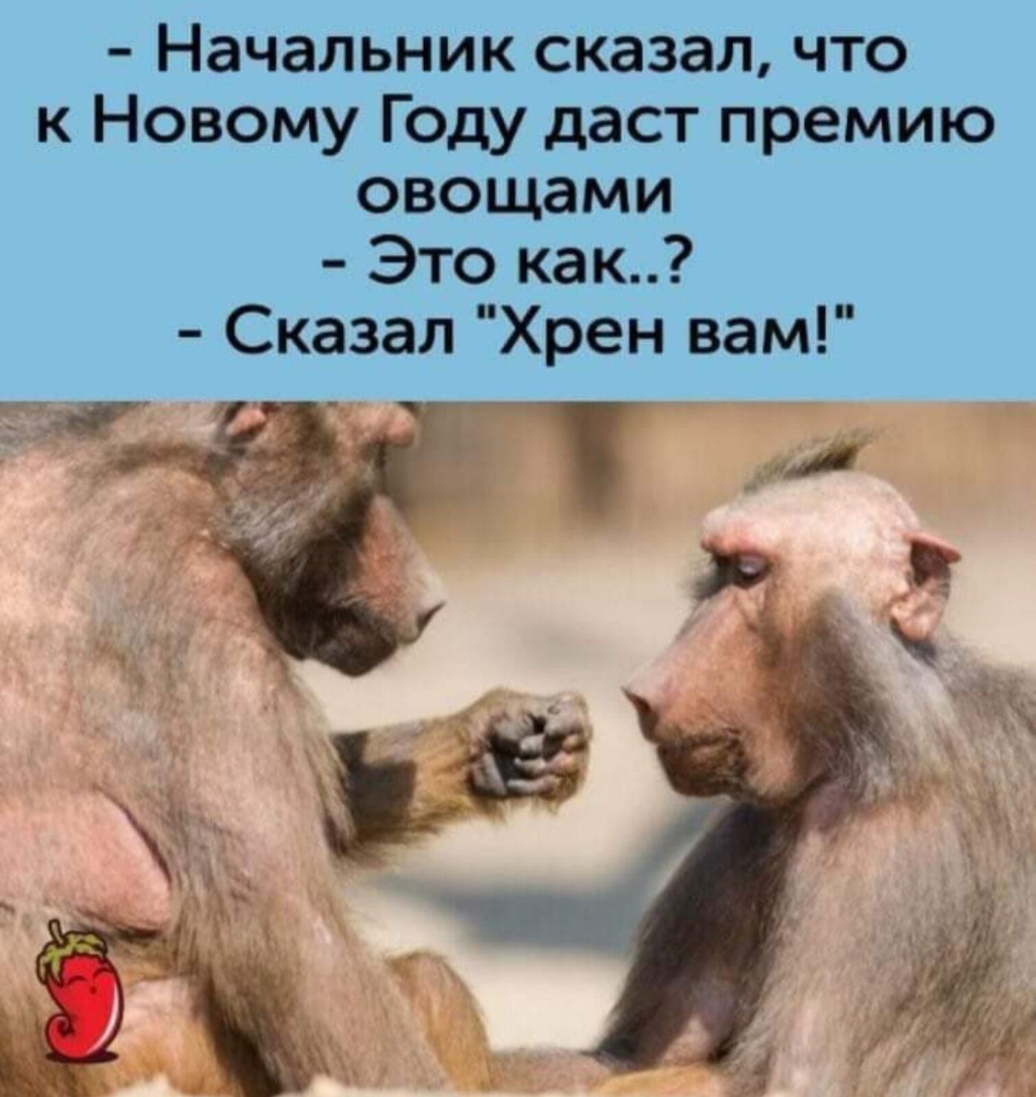 Начальник сказал что к Новому Году даст премию овощами Это как Сказал Хрен вам