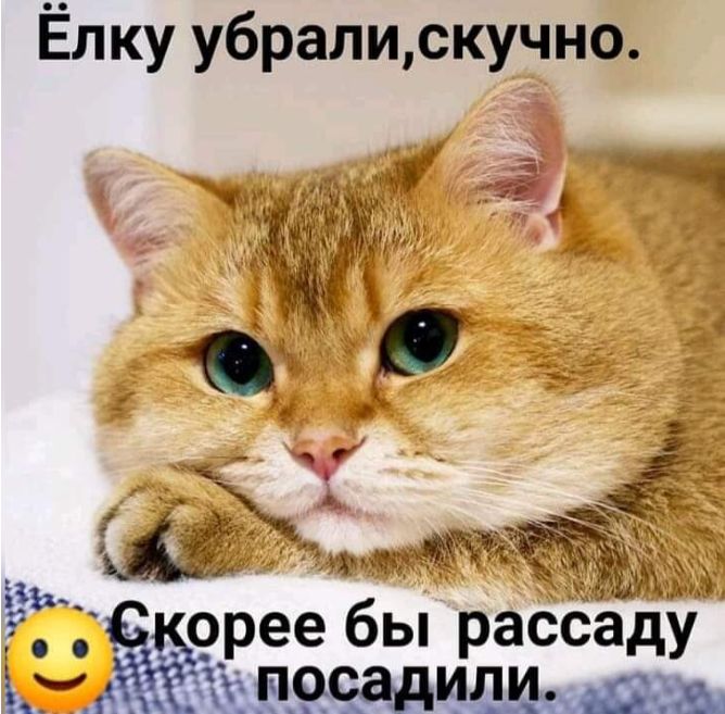 Елку убрали,скучно. В. ?рее бы рассаду   меыпосадили. Ал