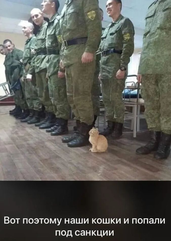 Вот поэтому наши кошки и попали под санкции