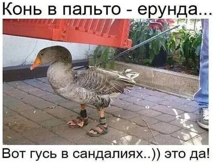 Конь в пальто ерунда Вот гусь в сандапиях это да