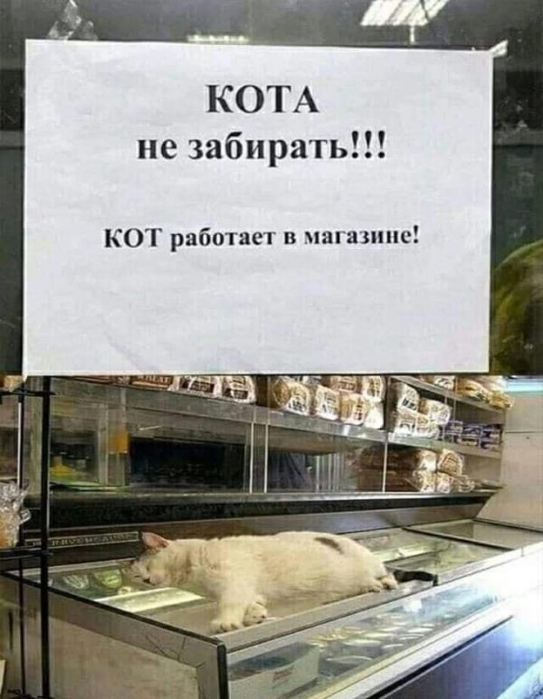 КОТА не забирать КОТ работы в иш нише