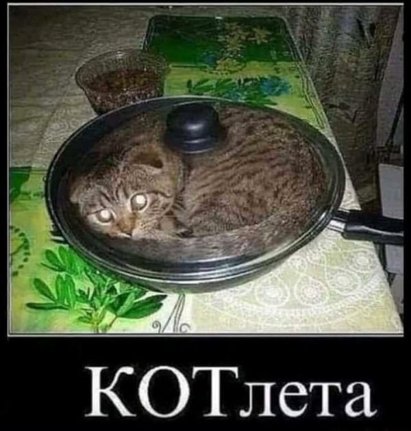 КОТлета