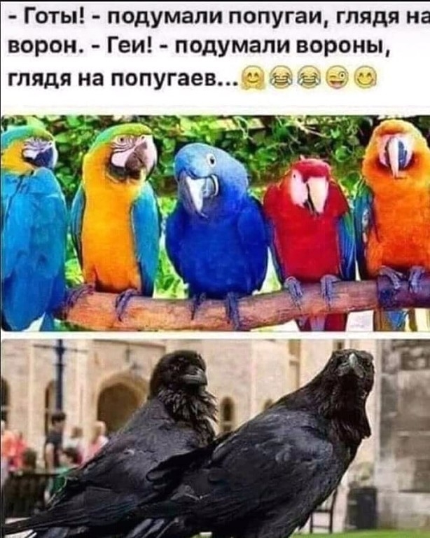Готы подумали попугаи глядя и ворон Геи подумали вороны глядя на попугаев в а и