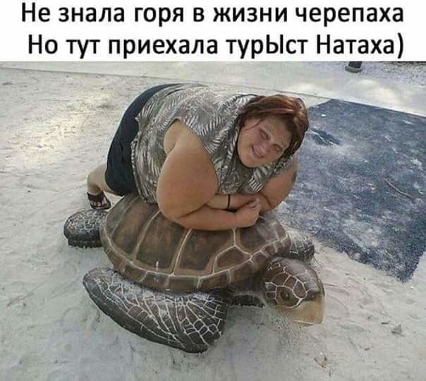 Не знала горя в жизни черепаха Но тут приехала турЫст Натаха