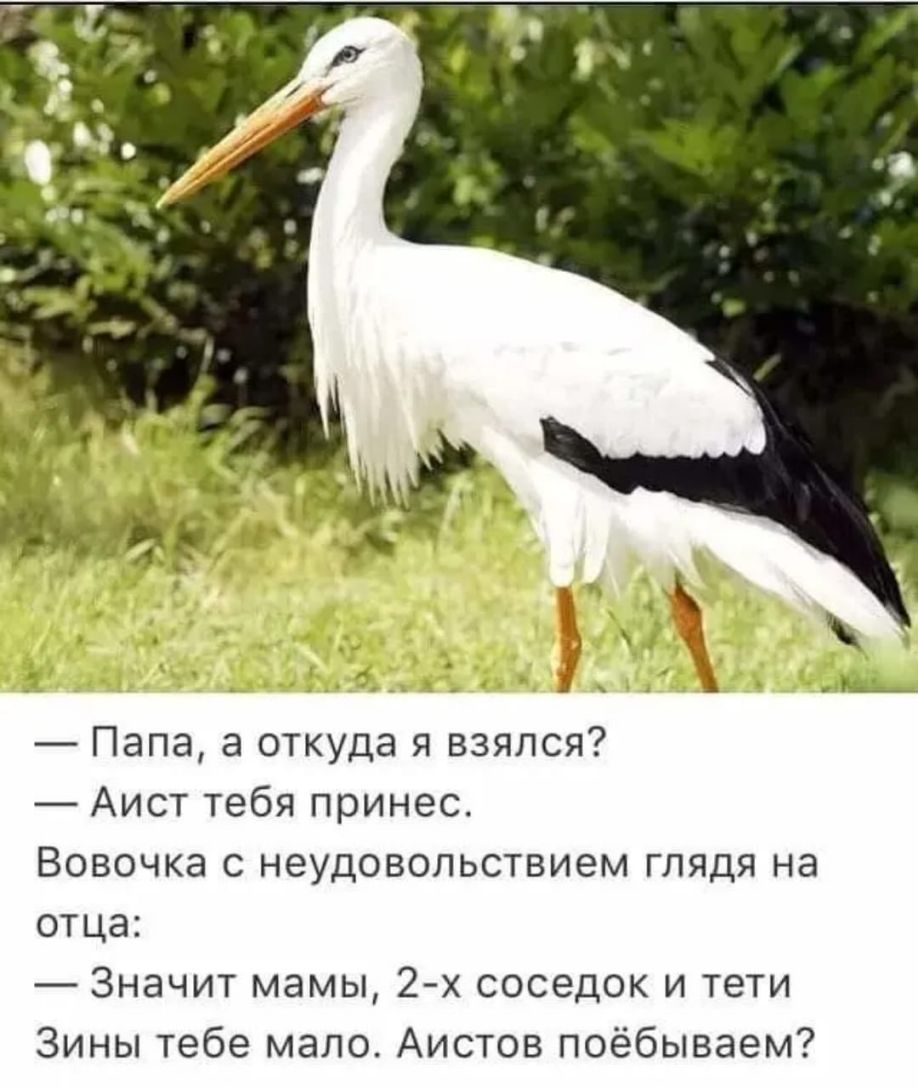 Папа а откуда я взялся Аист тебя принес Вовочка с неудовольствием глядя на отца Значит мамы 2х соседок и тети Зины тебе мало Аистов поёбываем