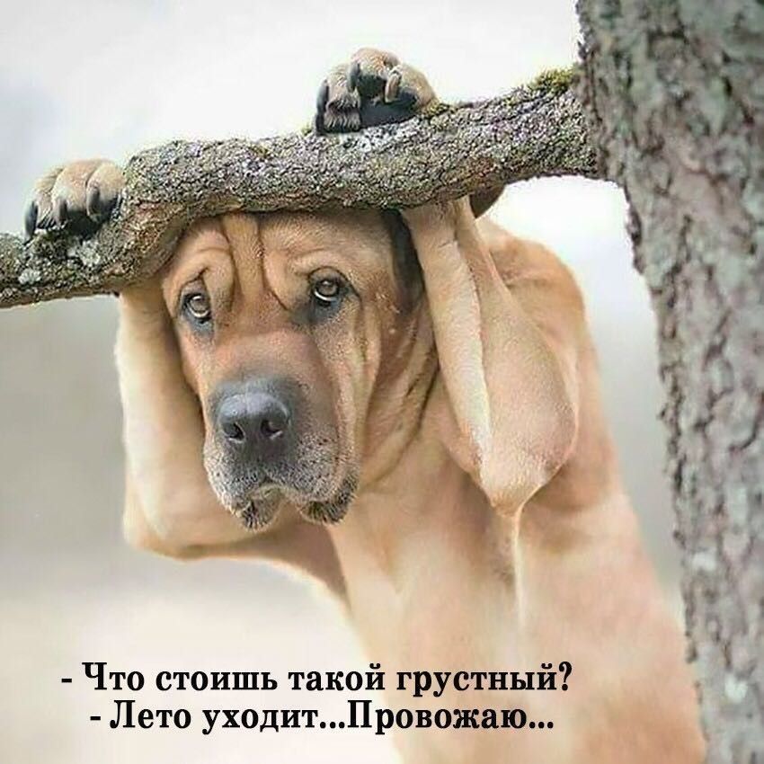 Что стоишь такой грустный Лето уходитПровожаю
