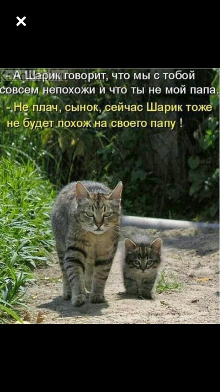 Совсем не похоже. Кошки юмор. Котята с надписями. Кошечки надписи. Веселые котята с надписями.