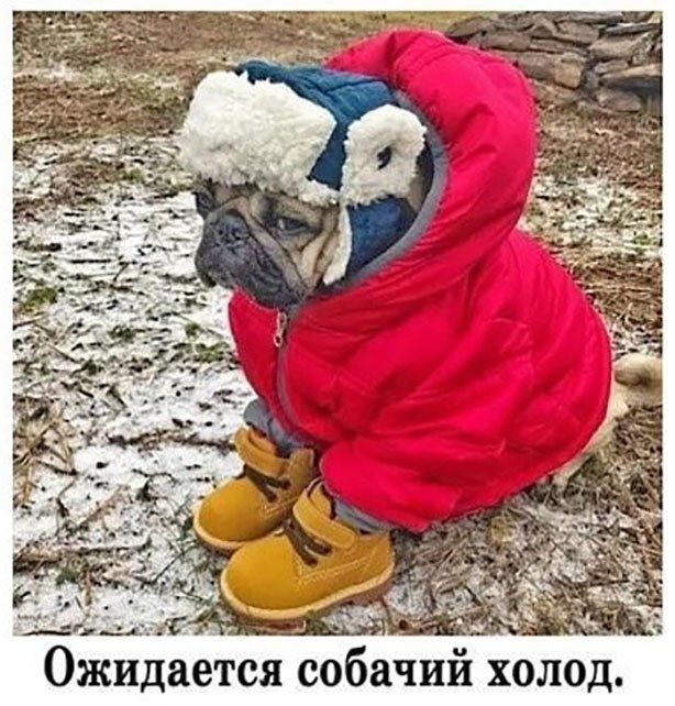 Ожидается собачий холод