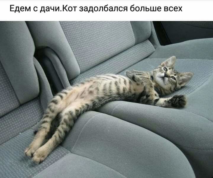 Едем с дачиКот задолбался больше всех