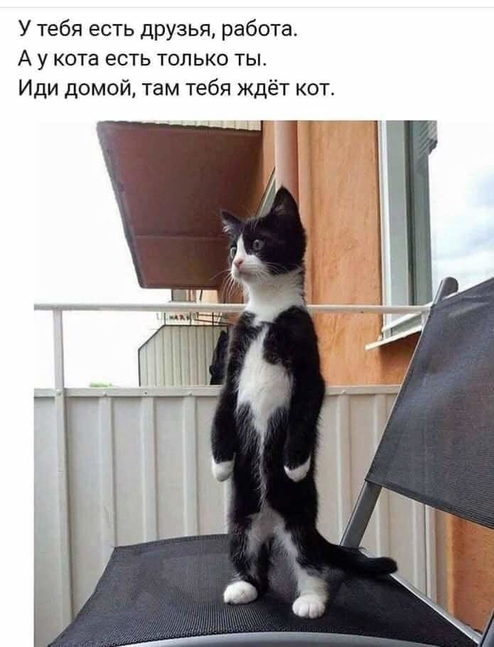 У тебя есть друзья работа А у кота есть только ты Иди домой там тебя ждёт кот