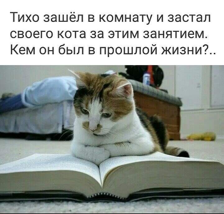 Тихо зашёл в комнату и застал своего кота за этим занятием Кем он был в прошлой жизни